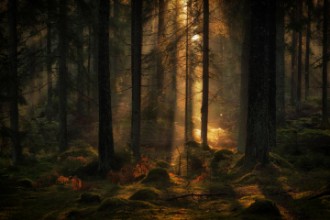 Image de La lumière dans la forêt