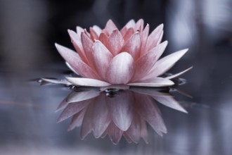 Bild vun Padmasana