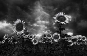Image de Sunflowers