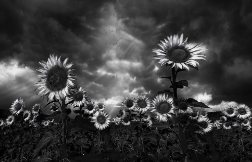 Image de Sunflowers