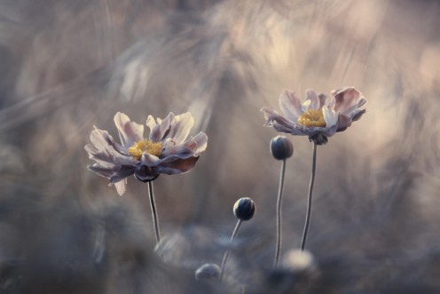 Picture of With Love