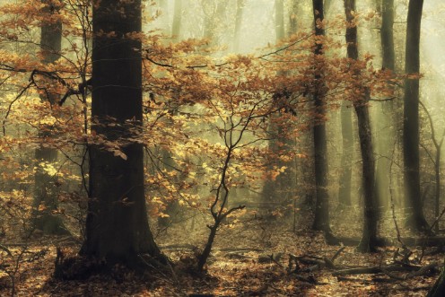 Soft fall photowallpaper Scandiwall