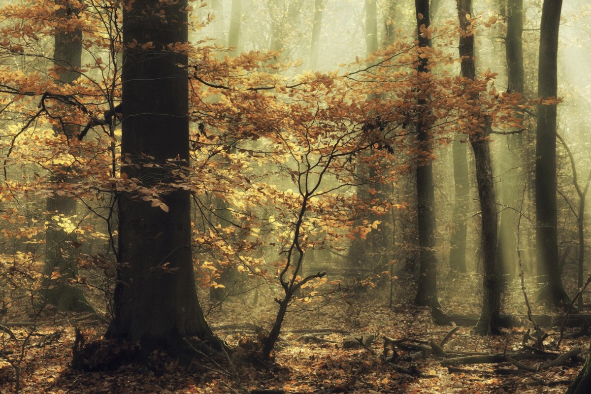 Picture of Soft fall