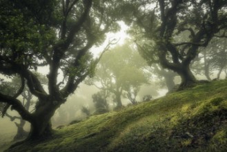 Picture of Enchanted Forest