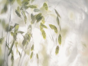 Picture of Grass blades