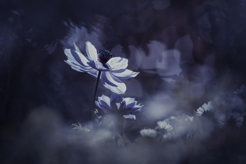 Image de Juste une tite chanson dÁmour