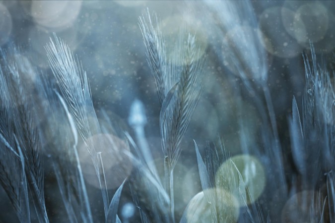 Image de Fantastic Nature