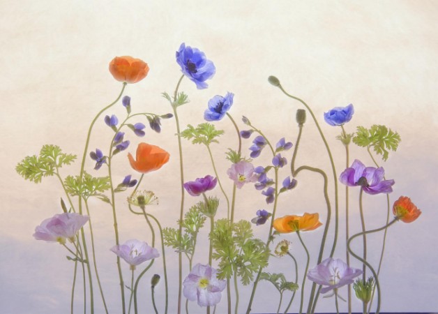 Poppy & Anemone photowallpaper Scandiwall