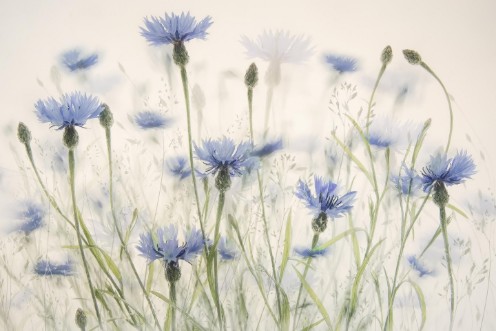 Cornflowers photowallpaper Scandiwall