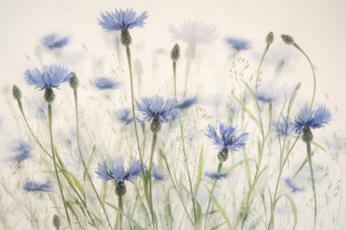 Cornflowers photowallpaper Scandiwall