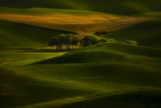 Bild von Tree in the field