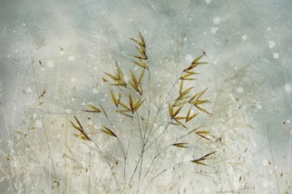 Picture of Wintertime