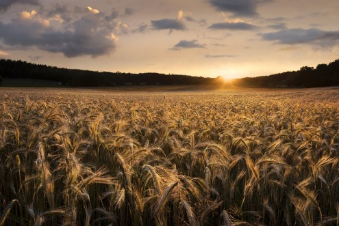 Picture of Fields of gold