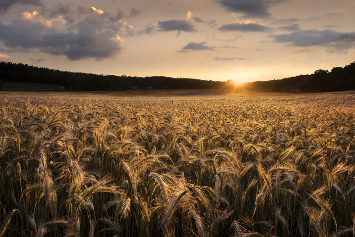 Picture of Fields of gold