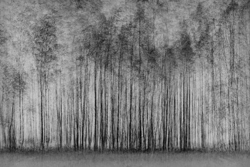 Bild på Impenetrable forest