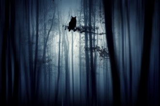 Picture of In the forest