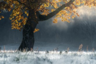 Immagine di Morning breath
