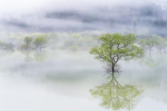 Bild vun Dreamy tree