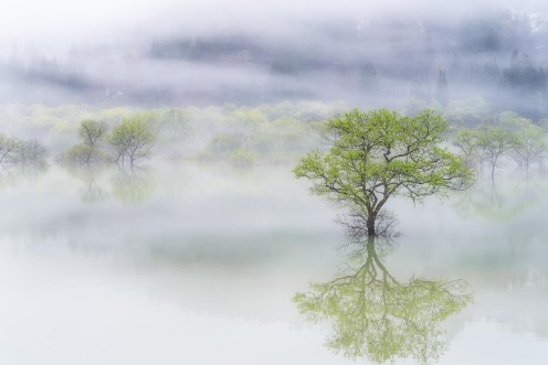 Image de Dreamy tree