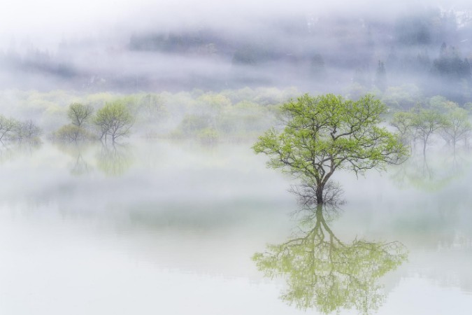 Picture of Dreamy tree