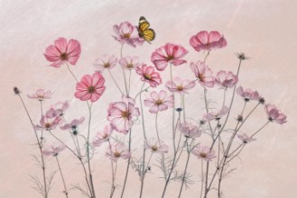 Slika Cosmos and Butterfly
