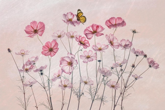 Picture of Cosmos and Butterfly