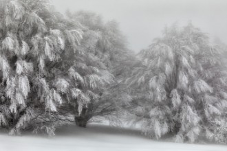 Снимка на Snow-covered trees