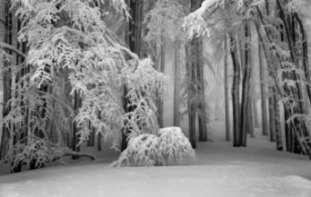 Ritratt ta’ Perfect winter
