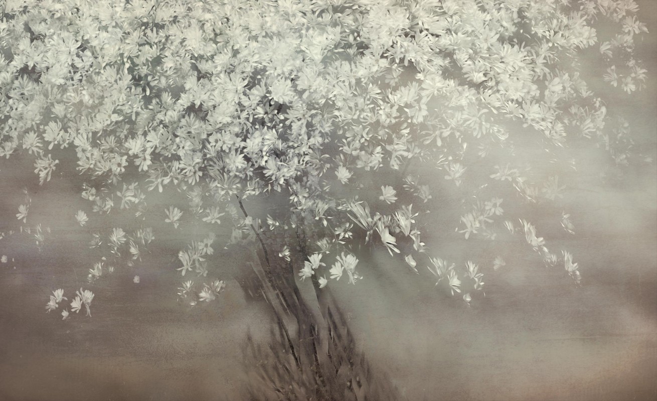 Picture of Stars of spring