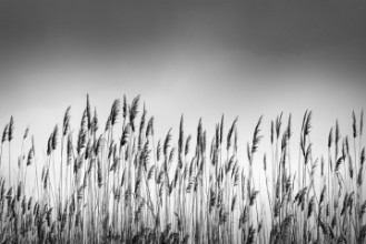 Obrazek Reeds
