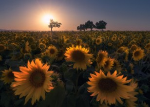 Снимка на Sunflower field