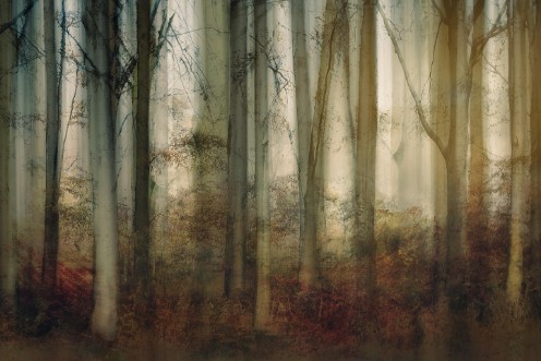 Picture of Autumn light