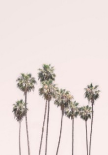Picture of Blush Palms