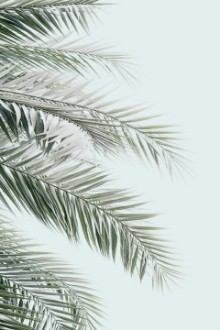 Bild von Blue palms