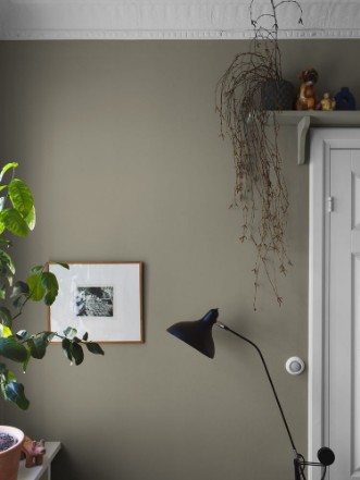 Image de Light Olive - 7558