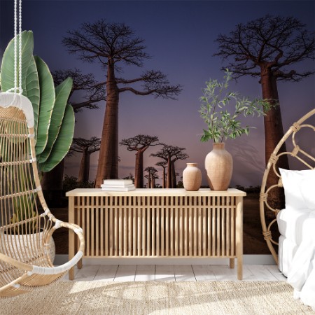 Picture of Boab Tree Alley