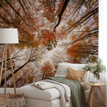 Picture of Autumn trees