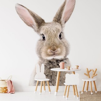 Picture of Baby Rabbit