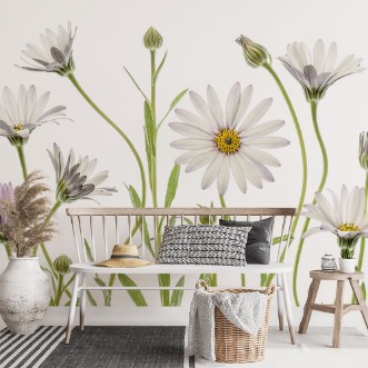 Image de Cape Daisies