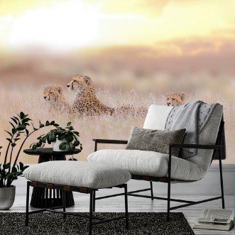 Picture of Cheetah family