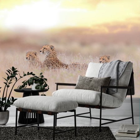 Image de Cheetah family