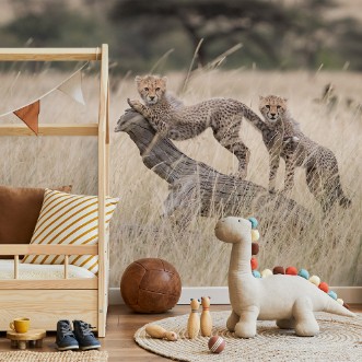 Picture of Curious kitties