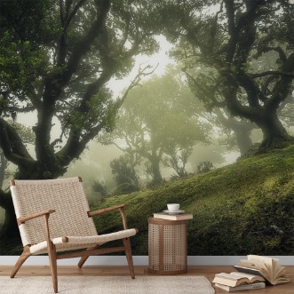 Picture of Enchanted Forest