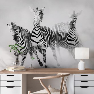 Picture of ZEBRAS