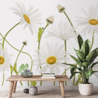 Image de Ox eye Daisies