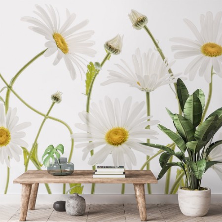 Afbeeldingen van Ox eye Daisies