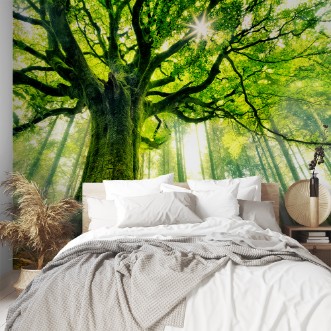 Image de Ponthus' Beech