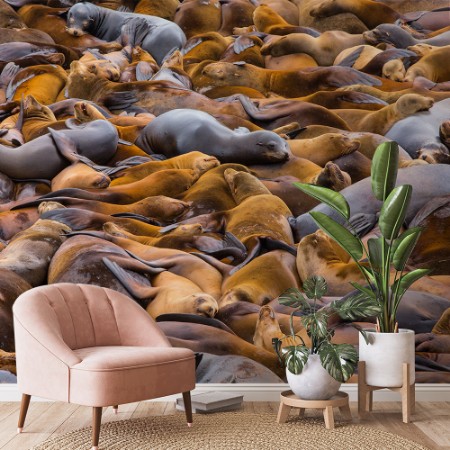 Picture of Sea of lions
