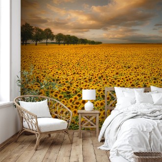 Image de Sunflowers