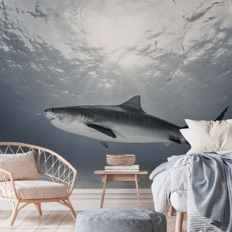 Picture of Tiger Rays